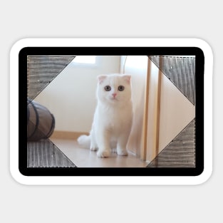 Arya the cute cats Sticker